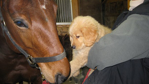 Equine Canine Massage